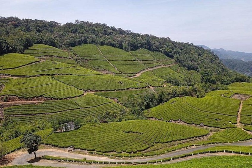 Terraced tea plantations on a hillside. 1