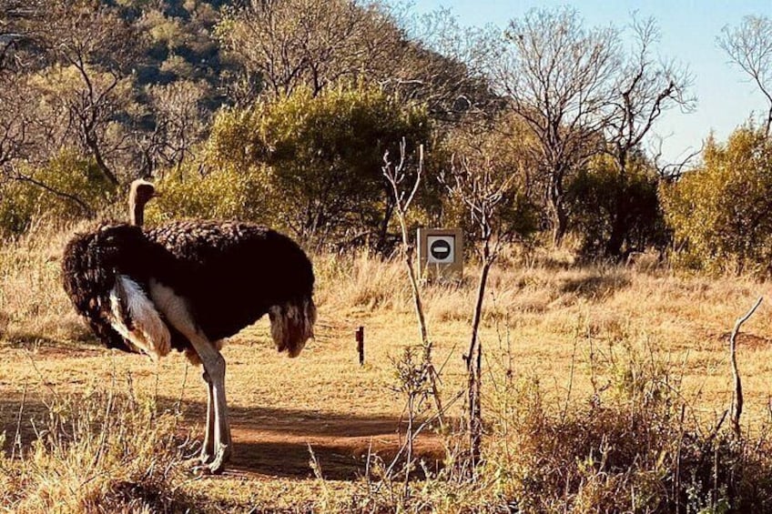 An ostrich standing in a dry grassland with sparse trees and a clear sky. 4