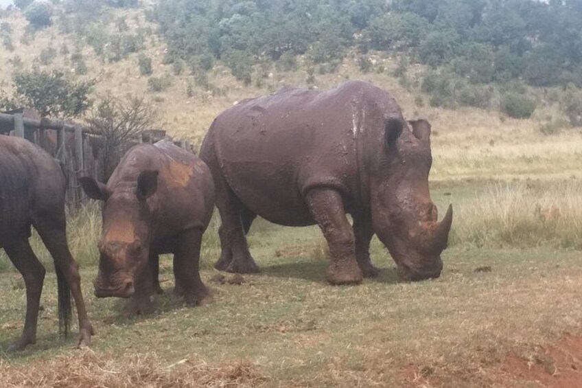 Three rhinoceroses grazing in a grassy field with a hilly landscape in the background. 5