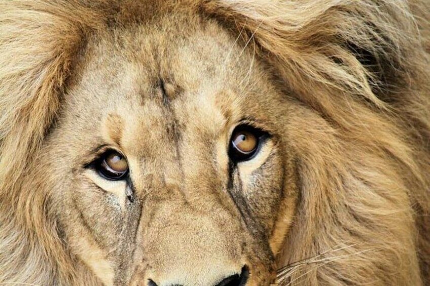 A lion's face with visible fur texture and eye details. 3
