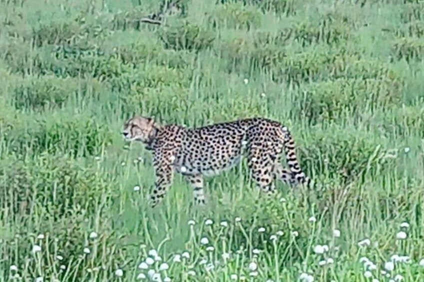 A cheetah in a grassy field with tall green grass and small white flowers. 2