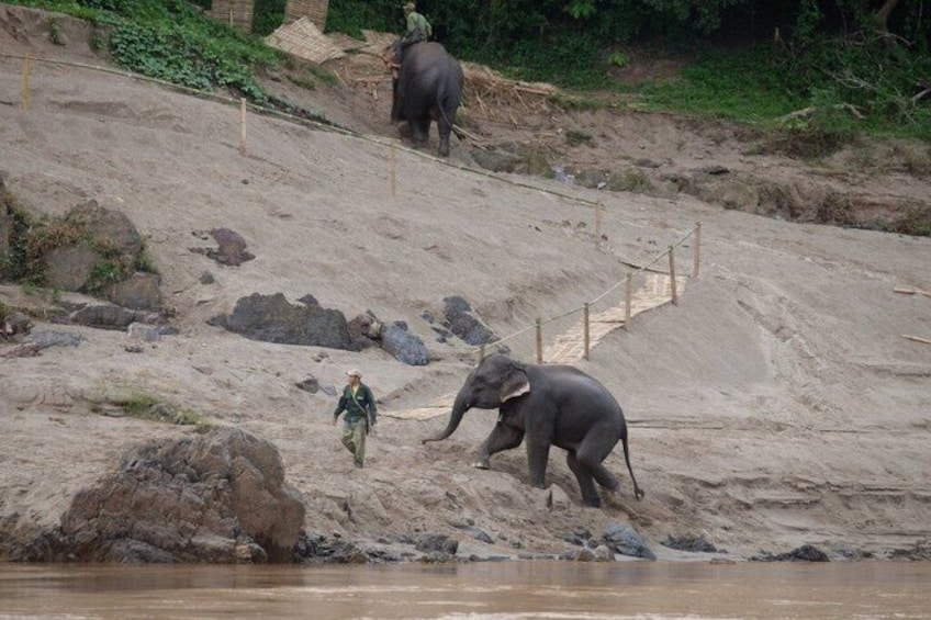 An elephant and a person near a riverbank with a sandy slope and some rocks. 3