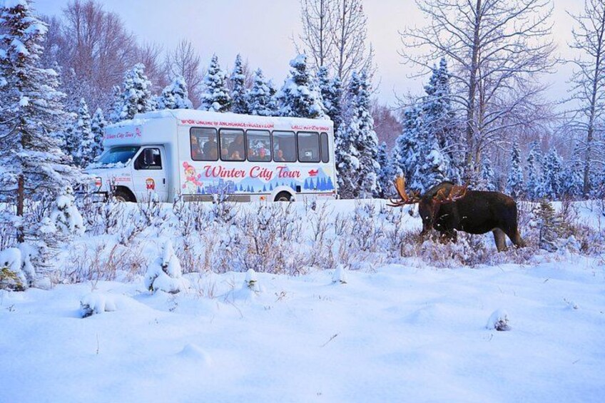 Schneebedeckte Landschaft mit einem Bus, auf dem 'Winter City Tour' steht, und einem Elch im Vordergrund. 5