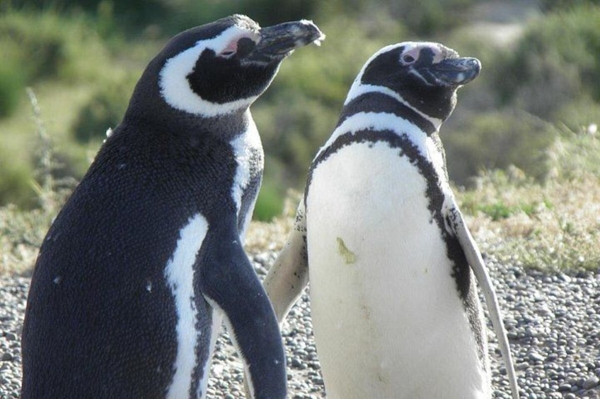 Two penguins standing on a rocky surface with sparse vegetation in the background. 3