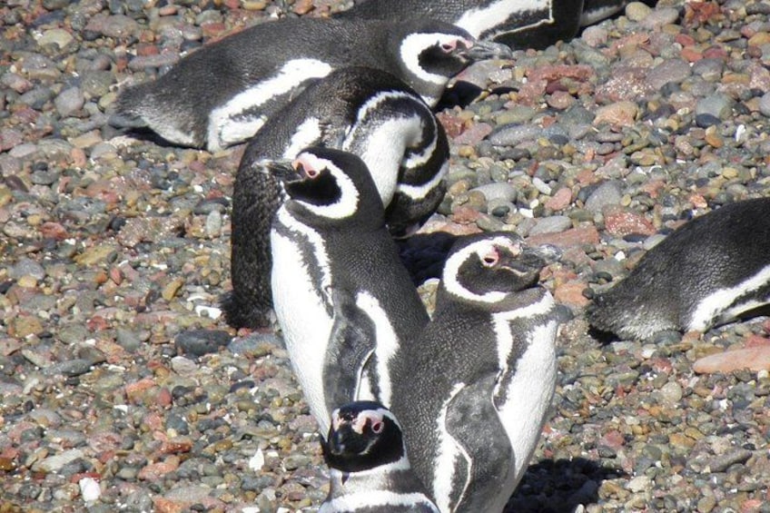 A group of penguins on a rocky surface. 2