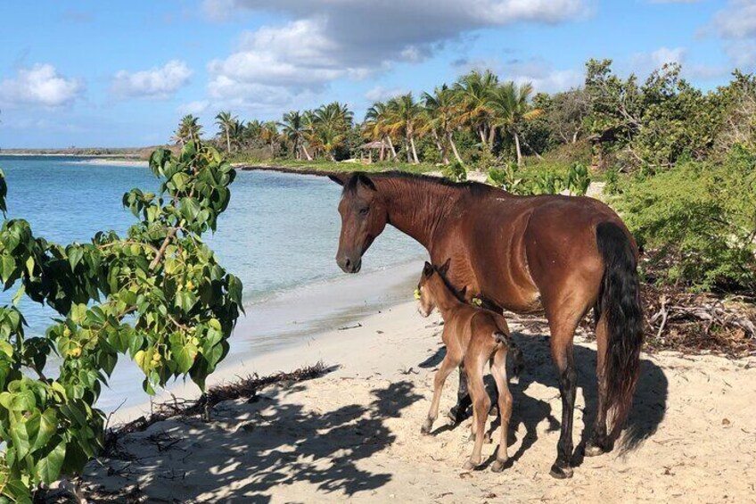 Private Island Hopping Tour to Vieques Island