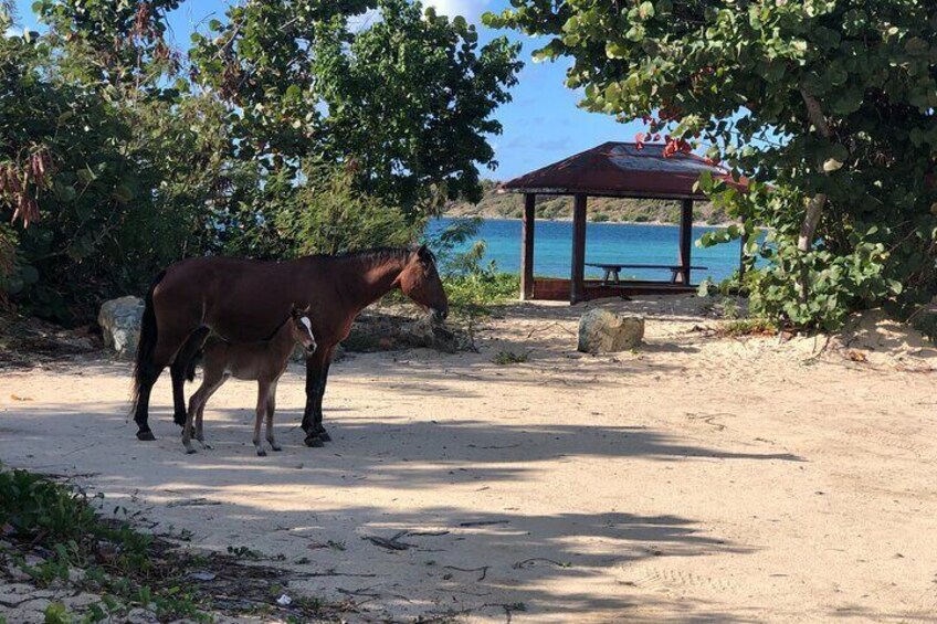 Private Island Hopping Tour to Vieques Island