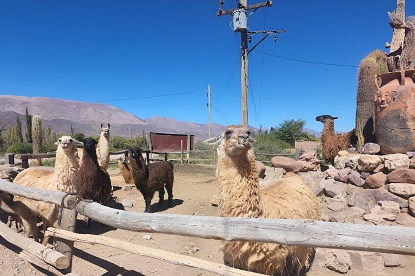 From Jujuy: Full Day Tour to Humahuaca Purmamarca and Tilcara 3