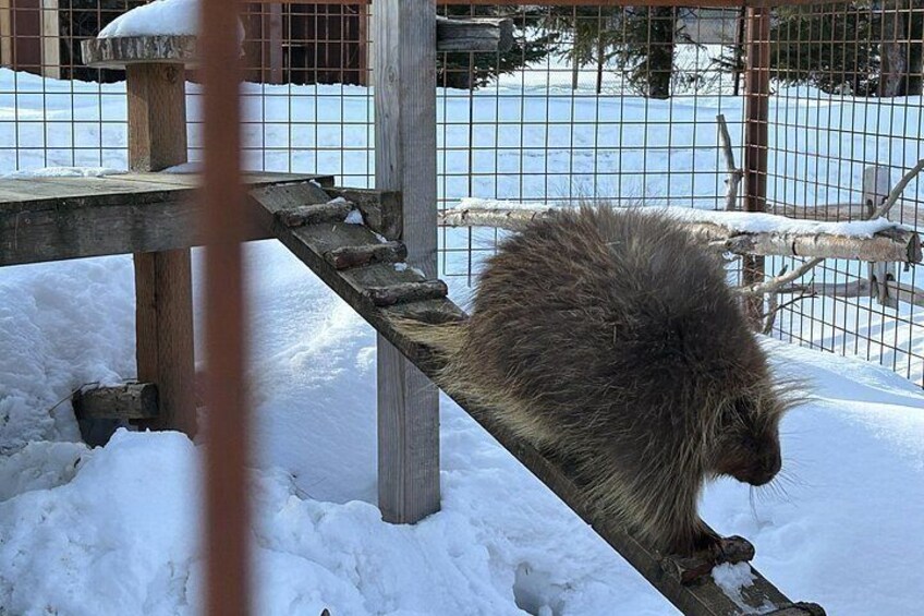 Spikey Defender: This porcupine is armed and ready to face any challenge with its protective quills 2
