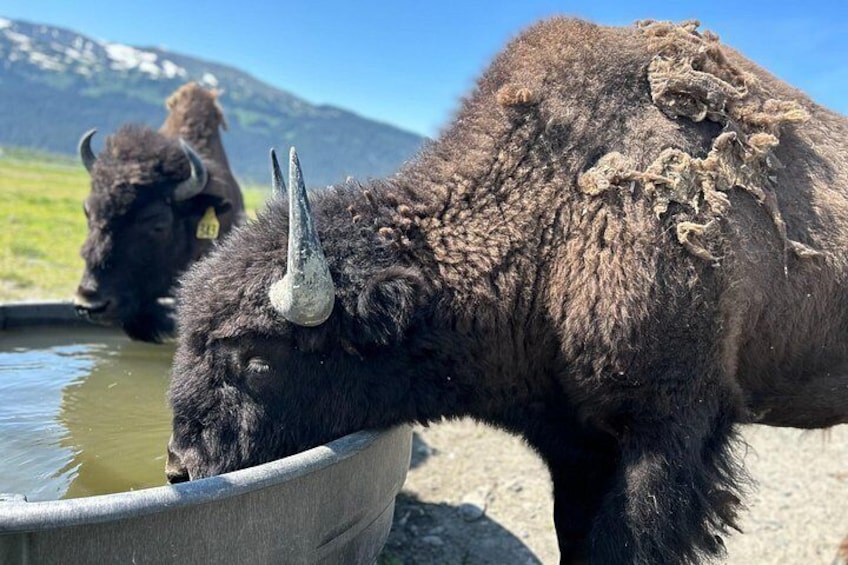 Two bison drinking from a trough with a mountainous background. 3