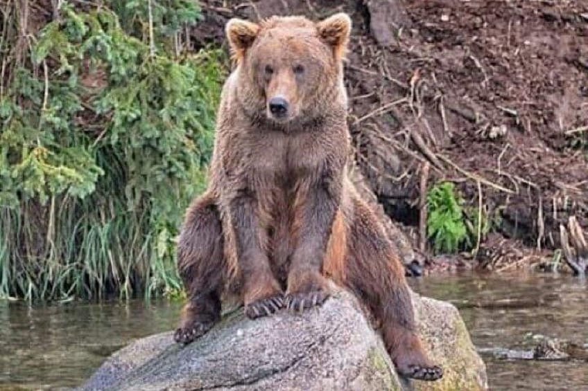 A bear sitting on a rock by a river. 1