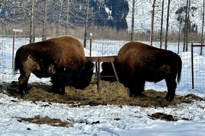 Zwei Bisons grasen auf einem verschneiten Feld, im Hintergrund ein Zaun und Bäume. 4