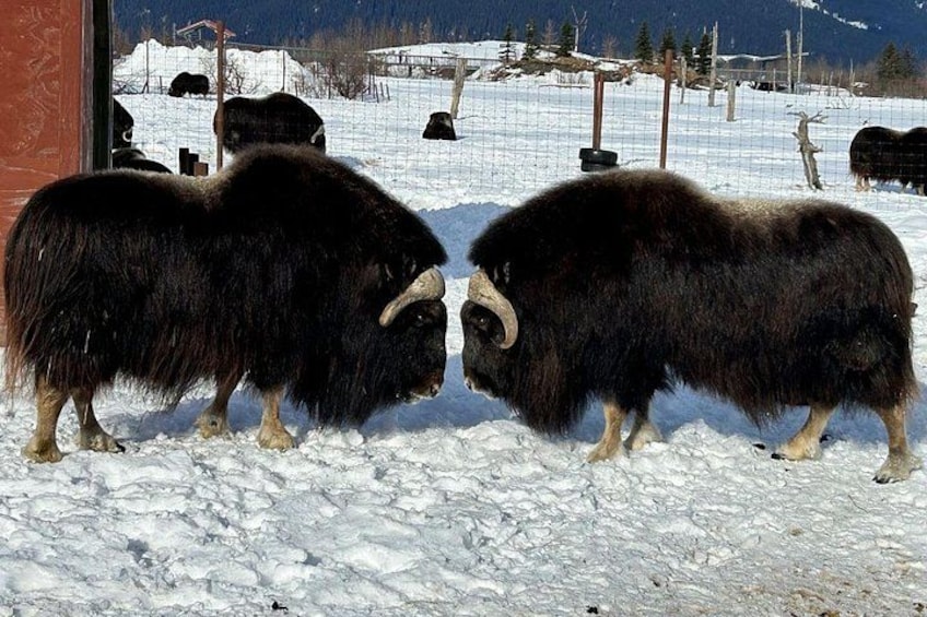 Zwei große, zottelige Tiere mit Hörnern in einer verschneiten Landschaft, im Hintergrund ein Zaun und Bäume. 2