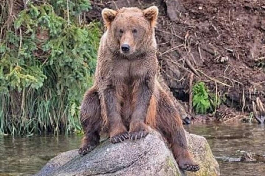 Looking for salmon 1