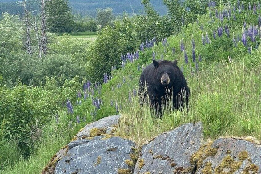 Black bear out for a walk 5
