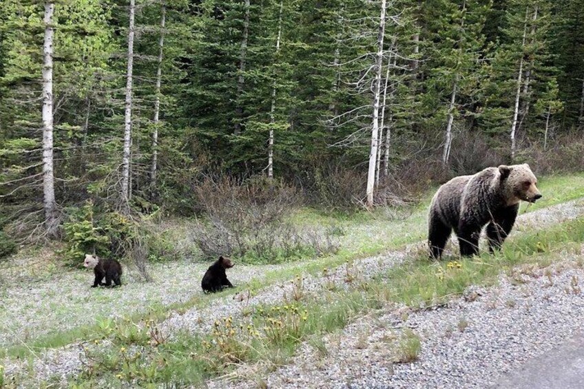 Banff wildlife tour 3