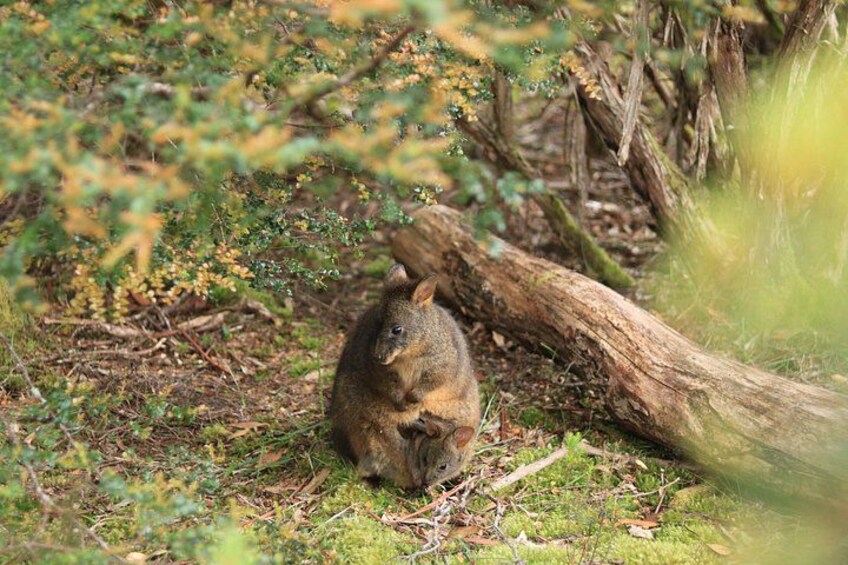 Tasmania Pademelon 3