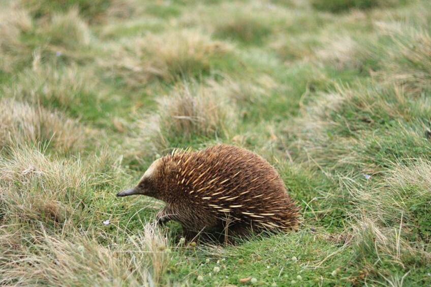 Tasmania Echidnas 2