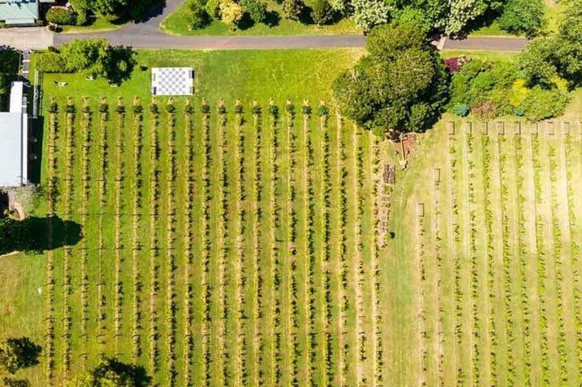 Tamborine Mountain Wineries | Pineapple Tours 5