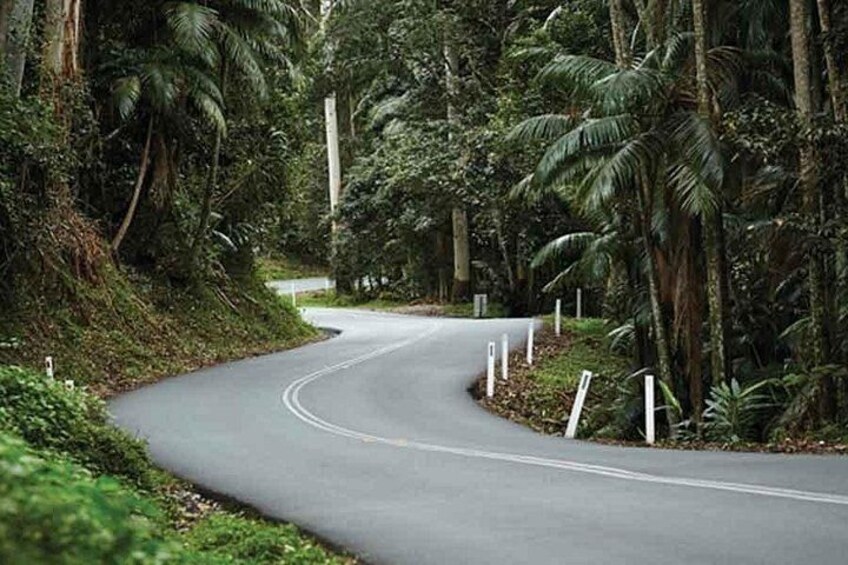 Tamborine Mountain Scenic Rim Tours | Pineapple Tours 4