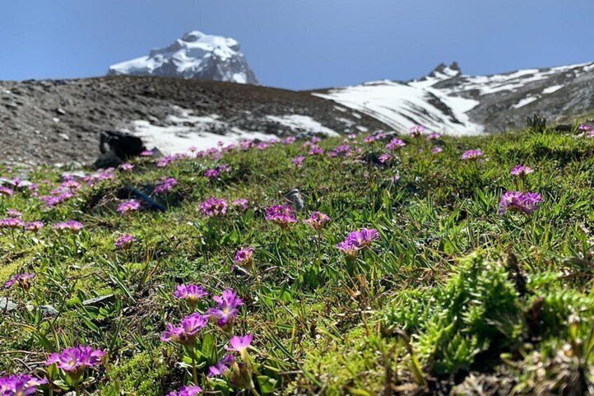 Et bjergrigt landskab med sneklædte tinder, lilla blomster og grøn vegetation. 2