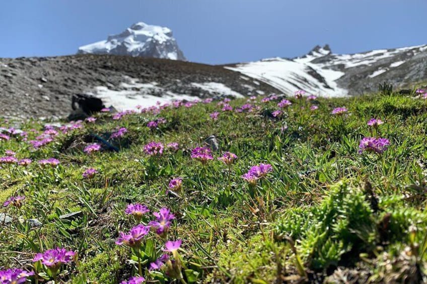 Behold the exquisite beauty of Primula deorum in full bloom, a mesmerizing spectacle that paints nature with delicate hues. 3