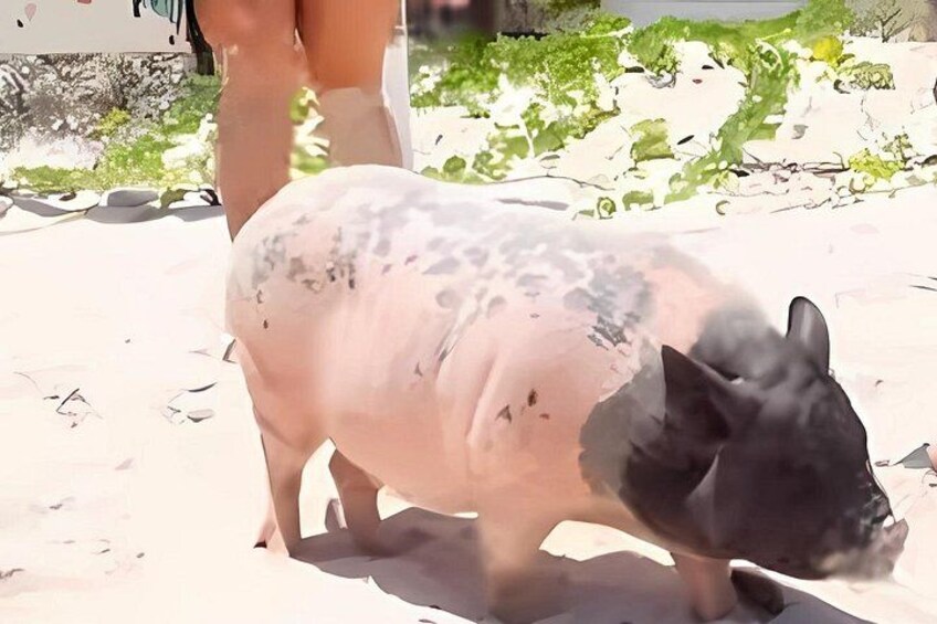 A pig walking on a sandy beach with greenery in the background. 5