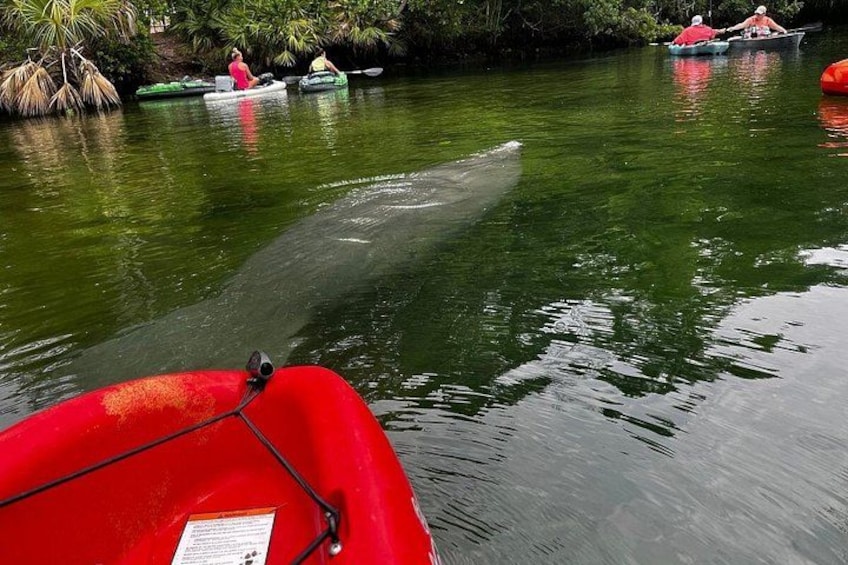 3 Hour Guided Tandem Kayak Adventure 4