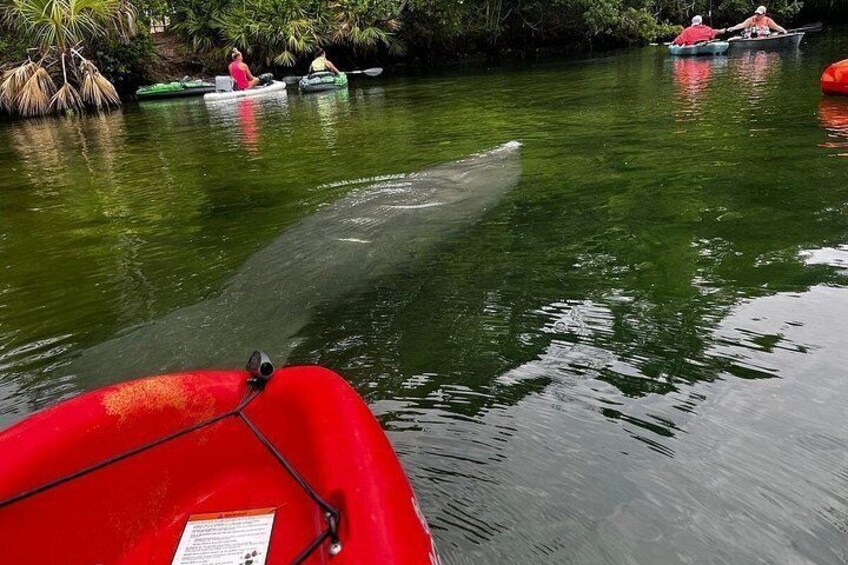 3 Hour Guided Tandem Kayak Adventure 3