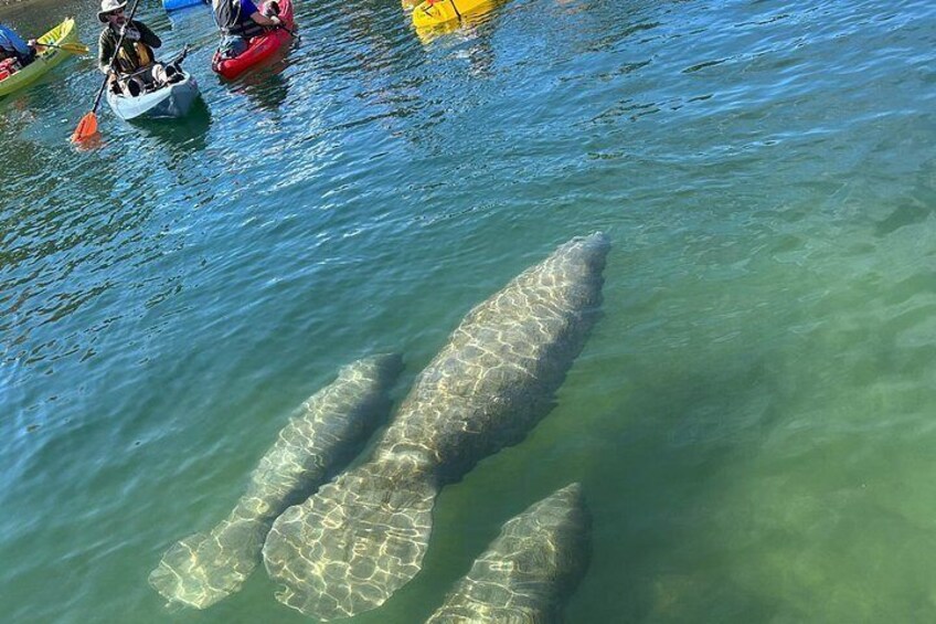 3 Hour Guided Single Kayak Adventure 3