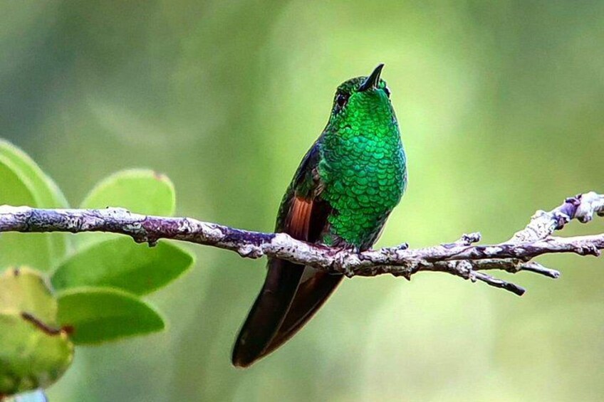 Strapid-tailed hummingbird
Travel to Monteverde Curicancha nature tour 2