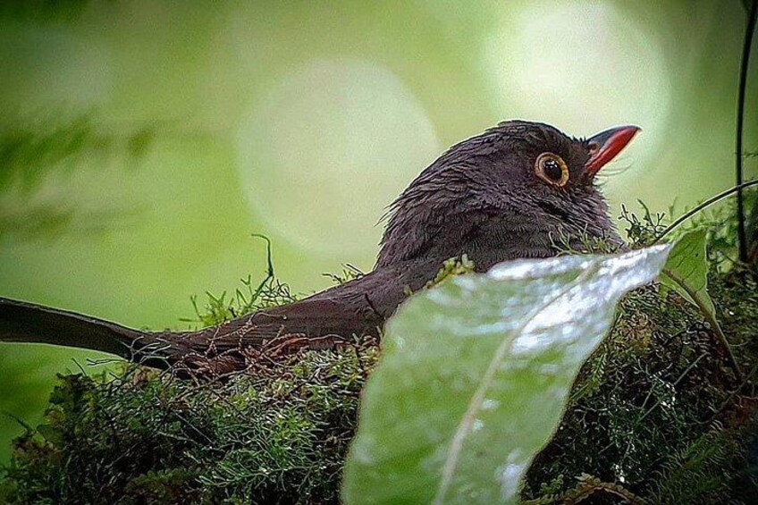 Slaty-back Nighttingale Thrush
Travel to Monteverde Curicancha nature tour 3