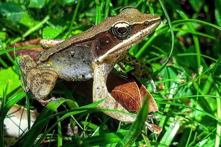 Forest-brillant Frog
Travel to Monteverde Curicancha nature tour 4