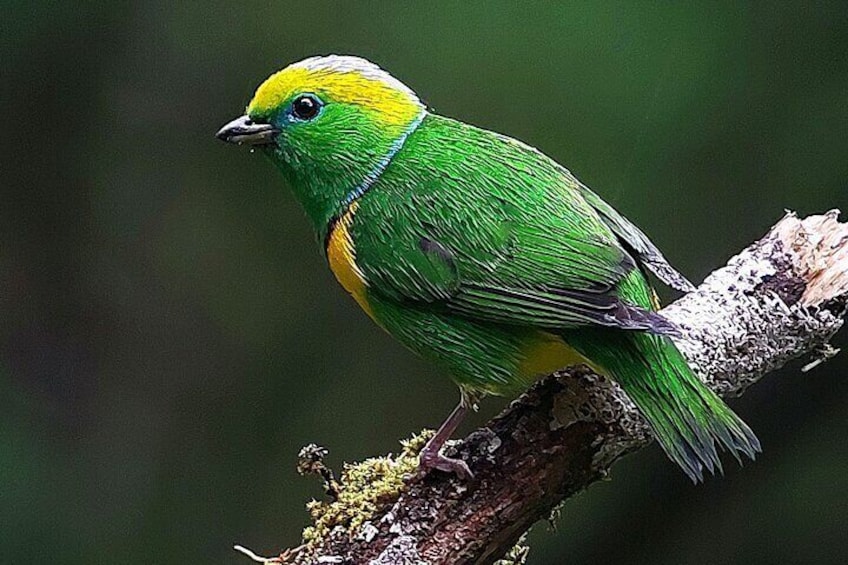 A green bird with a yellow head perched on a branch. 1