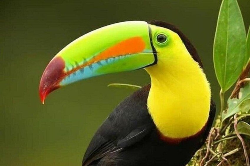 Keel-billed Toucan
Travel to Monteverde Curicancha nature tour 5