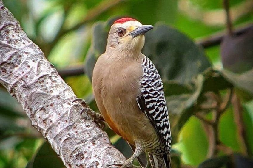 Hoffmans Woodpecker
Travel to Monteverde Curicancha nature tour 2