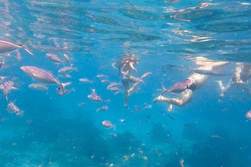 A person swimming with a school of fish in clear blue water. 2