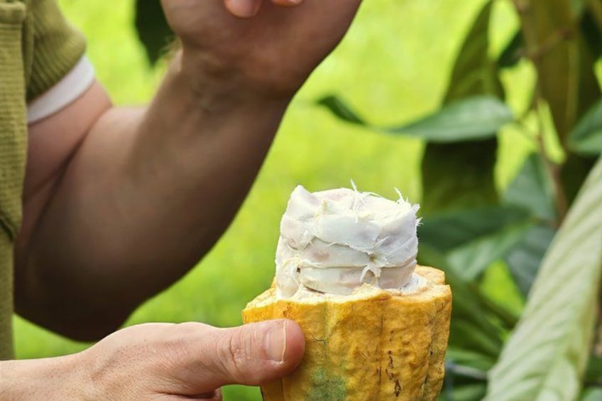 Big Island: Craft Chocolate Tasting and Farm Tour in Hilo 4
