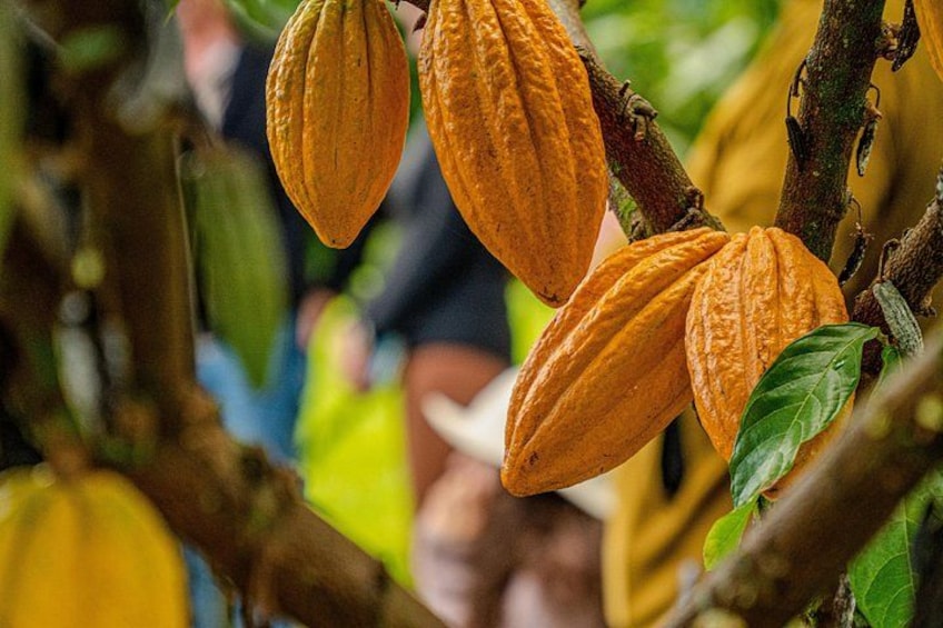 Big Island: Craft Chocolate Tasting and Farm Tour in Hilo 4