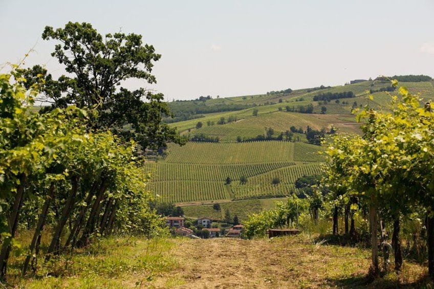 A vineyard with rows of grapevines, rolling hills, and a clear sky. 2