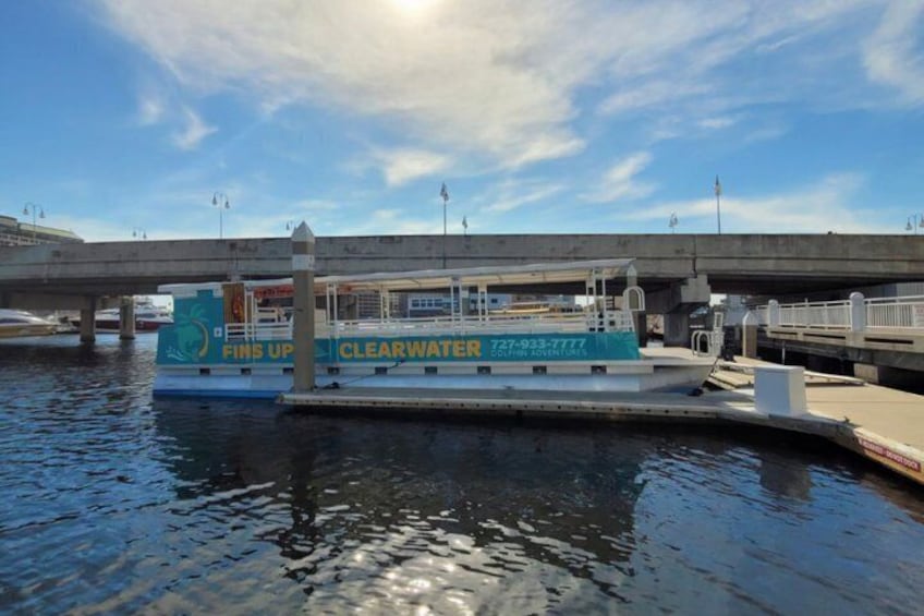 Fins Up - Dolphin & Island Sandbar Adventure in Clearwater Beach 4