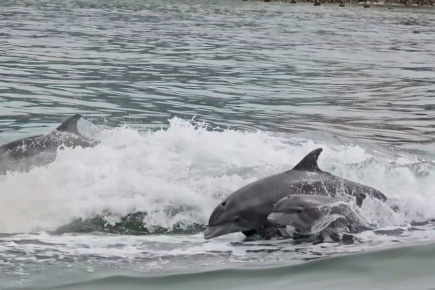Fins Up - Dolphin & Island Sandbar Adventure in Clearwater Beach 3