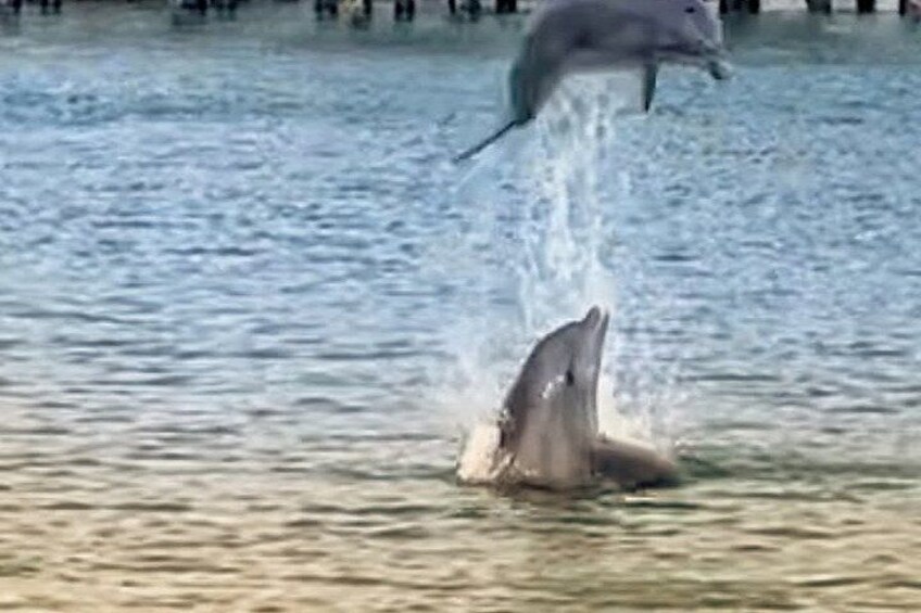 Fins Up - Dolphin & Island Sandbar Adventure in Clearwater Beach 2
