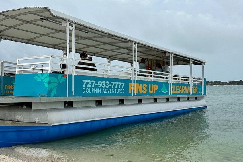 Fins Up - Dolphin & Island Sandbar Adventure in Clearwater Beach 3