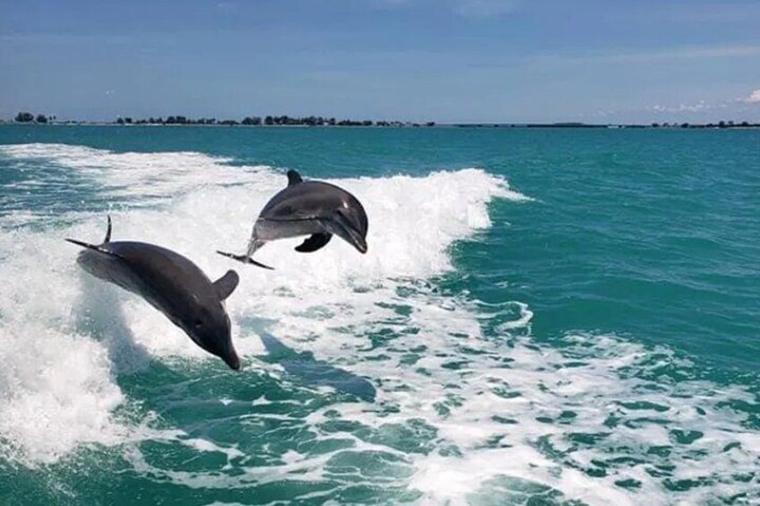 Fins Up - Dolphin & Island Sandbar Adventure in Clearwater Beach 5