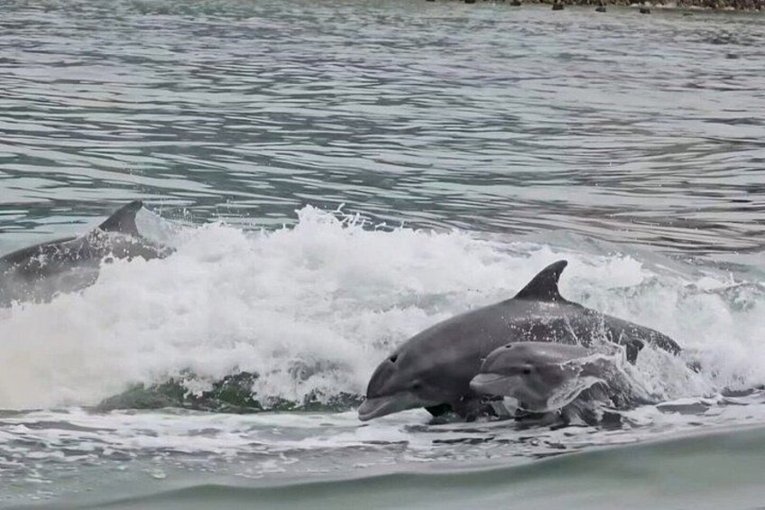 Fins Up - Dolphin & Island Sandbar Adventure in Clearwater Beach 2