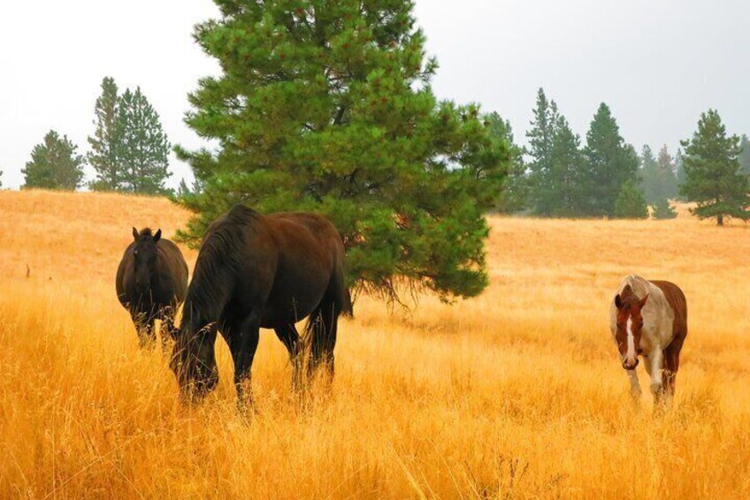 Wild Horse Island Flathead Lake Kayak Tour