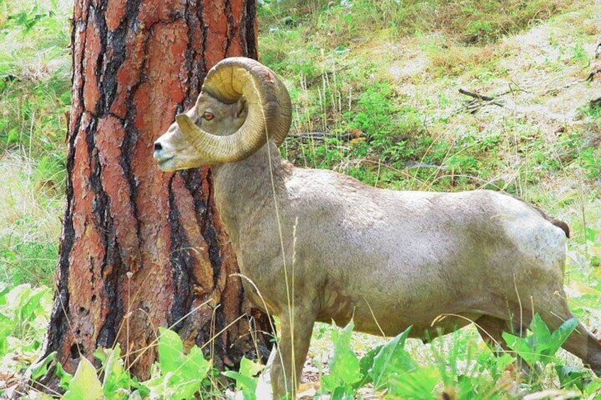 A bighorn sheep standing next to a tree in a natural setting. 2
