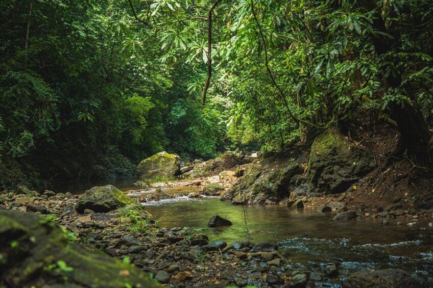 Chagres Jungle 5