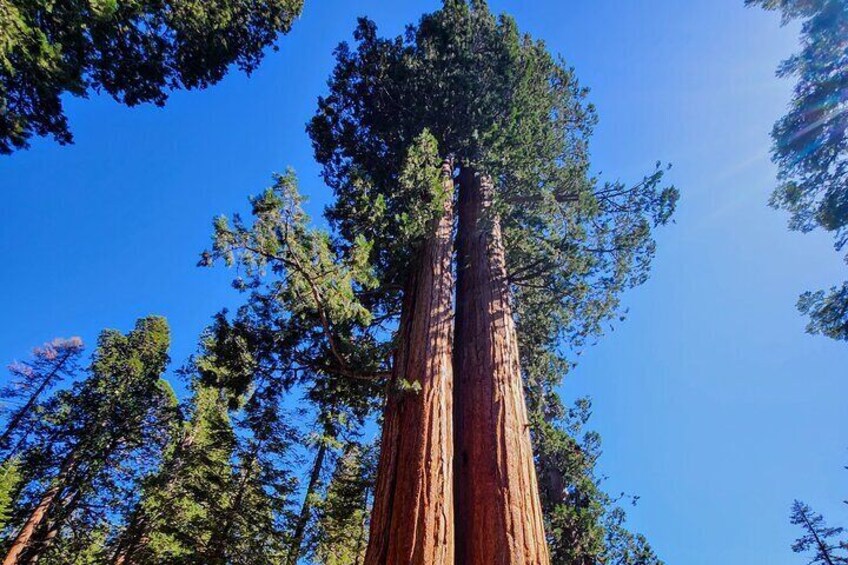 Sequoia National Park's Giant Sequoia's 1